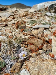 Townsendia condensata