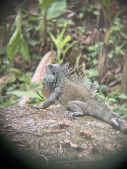 Iguana iguana