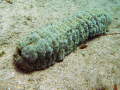 Stichopus herrmanni