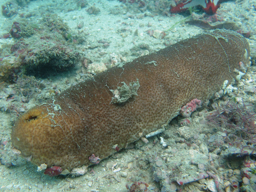 Bohadschia vitiensis