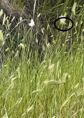 Pieris rapae