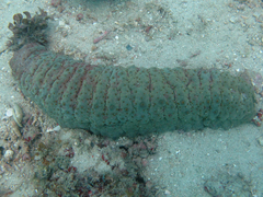 Stichopus herrmanni