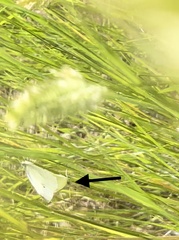 Pieris rapae