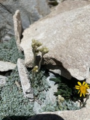 Antennaria corymbosa