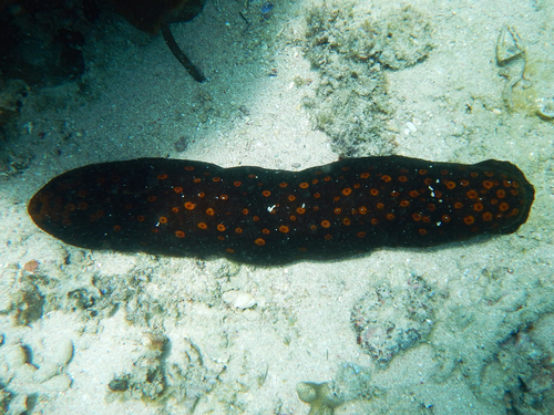 Bohadschia atra