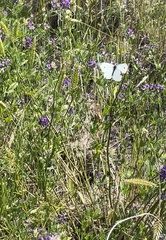 Pieris rapae