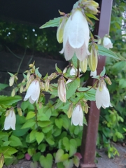 Campanula punctata