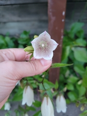 Campanula punctata