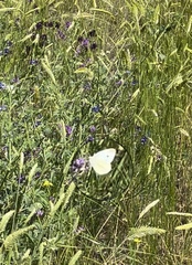 Pieris rapae