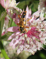 Xestoleptura