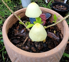 Leucocoprinus birnbaumii image