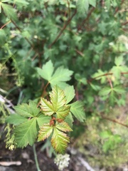 Acer glabrum glabrum