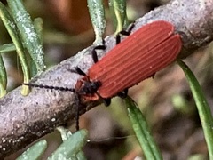 Dictyoptera