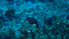 Cheilinus chlorourus