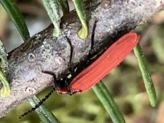 Dictyoptera