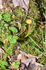 Gloioxanthomyces