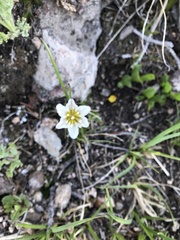Gagea serotina
