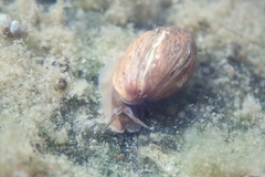 Melampus bidentatus