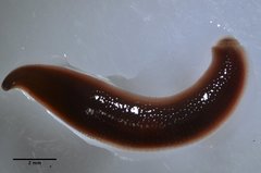 Glossiphoniidae