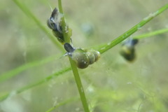 Hydrobiidae