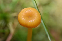 Gloioxanthomyces