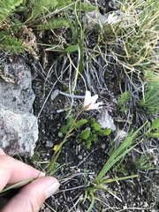 Gagea serotina