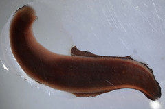 Glossiphoniidae