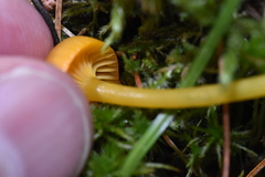 Gloioxanthomyces