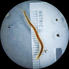 Strigamia branneri