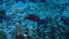 Cheilinus chlorourus