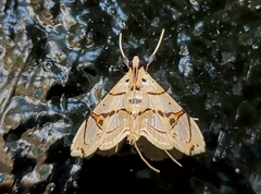 Conchylodes graphialis