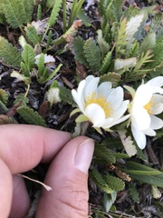 Dryas octopetala