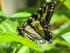 Papilio rutulus