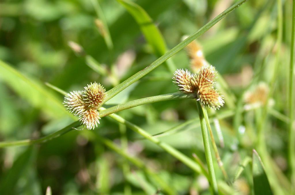 Cyperus leptocarpus