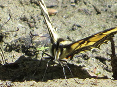 Papilio rutulus