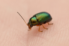 Cryptocephalus nitidulus