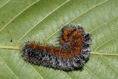 Acronicta hastulifera