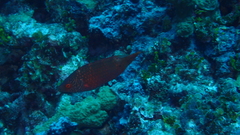 Cheilinus chlorourus