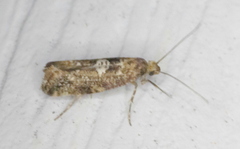 Acrolepiopsis assectella