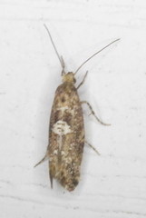 Acrolepiopsis assectella