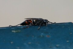 Palmodes occitanicus