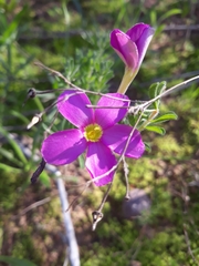 Oxalis hirta