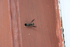 Euodynerus nipanicus nipanicus