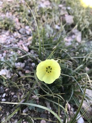 Papaver radicatum