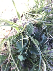 Papaver radicatum