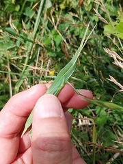 Acrida cinerea