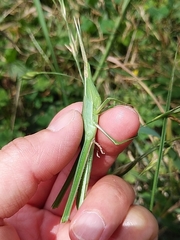 Acrida cinerea