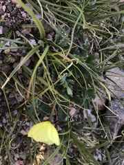 Papaver radicatum