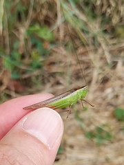 Conocephalus maculatus