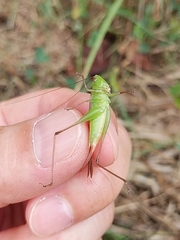Conocephalus maculatus